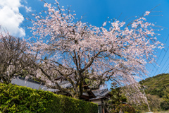 お寺のシダレ桜-1