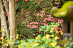 仁比山神社-4