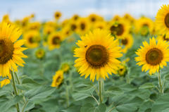 渕のひまわり-1