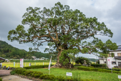 川古の大楠