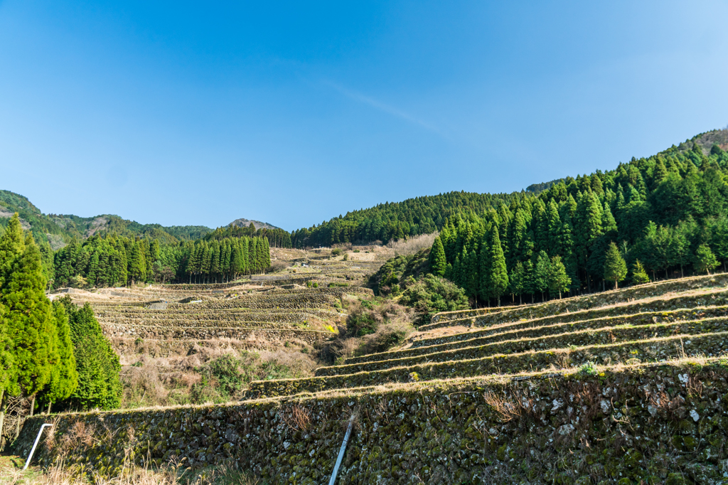 大平の棚田