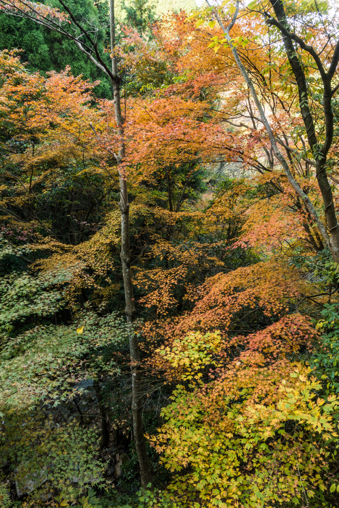 谷間のモミジ