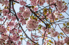 江里山の八重桜