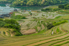 大浦の棚田-1