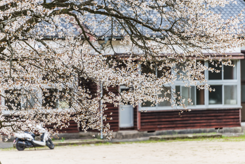 旧久保山分校の山桜-8