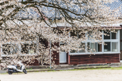 旧久保山分校の山桜-8