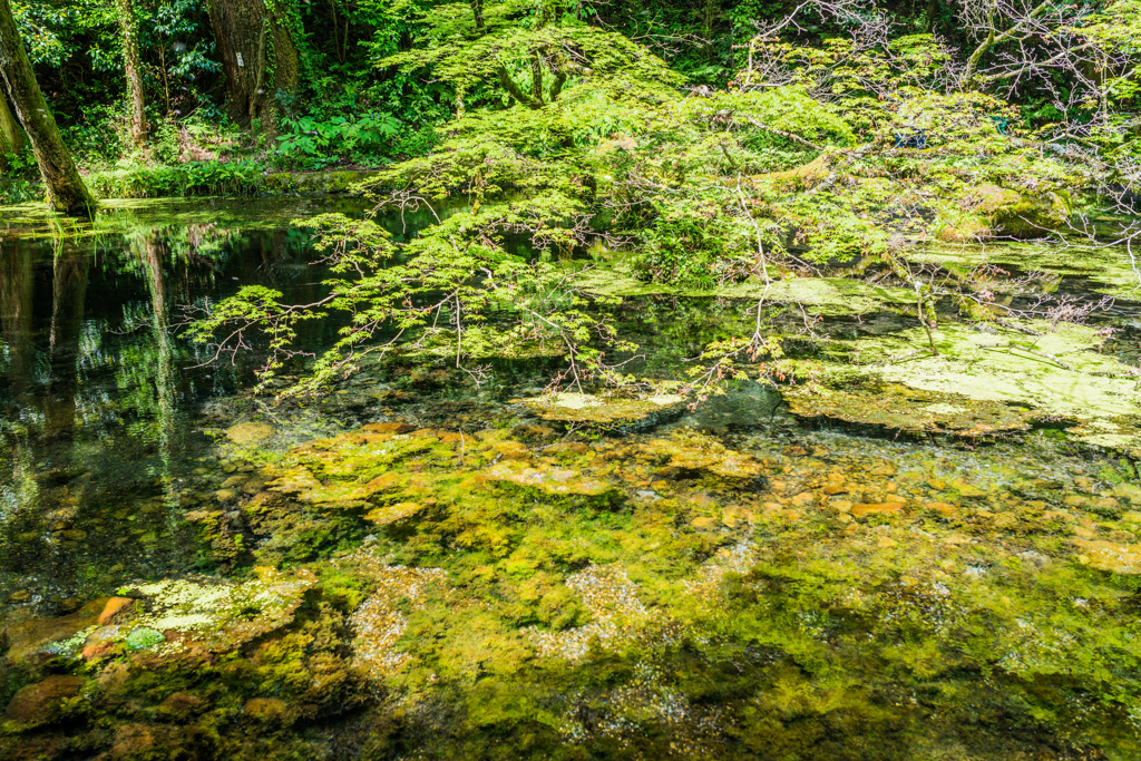山吹水源-4