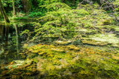 山吹水源-4
