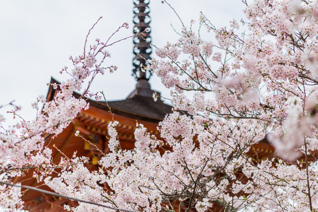 多宝塔の桜