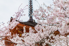 多宝塔の桜 多宝塔の桜