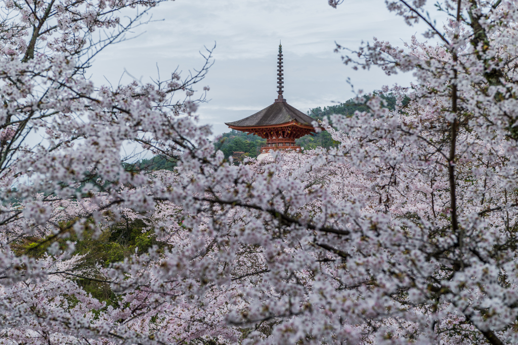 桜の向こうに多宝塔-2