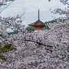 桜の向こうに多宝塔-2