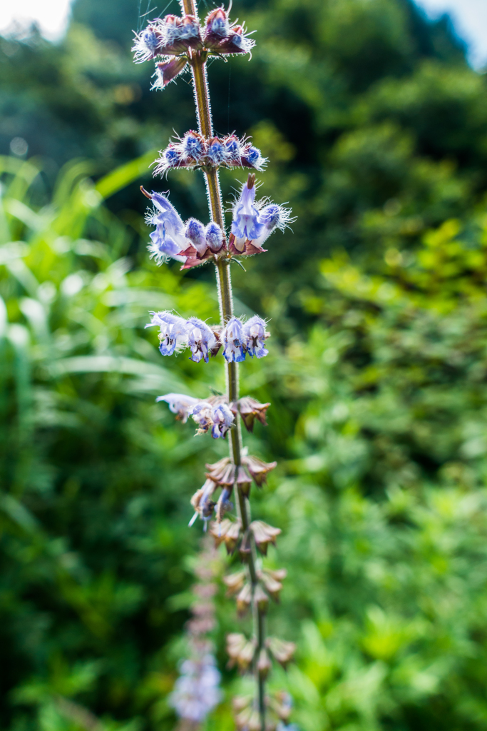 アキノタムラソウ