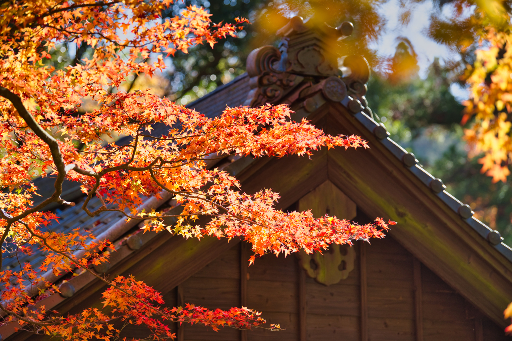 杉山白石神社-6