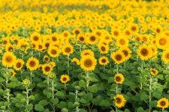 渕のひまわり畑-2