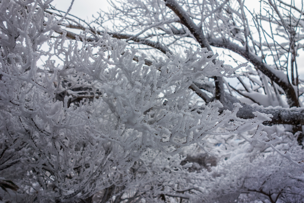 登山道の霧氷-3