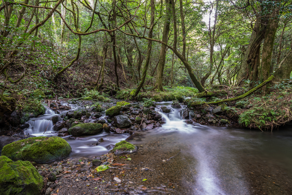山吹水源の渓流