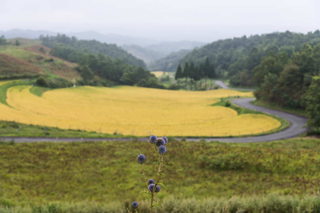 扇田をバックにヒゴタイ