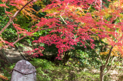 仁比山神社-月夜見命塔の紅葉_2014.11.20