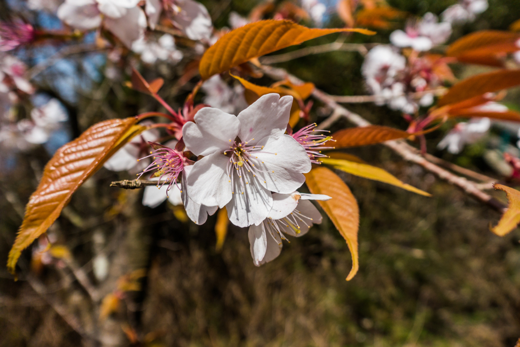 山桜