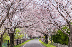 桜のトンネル-2 桜のトンネル-2