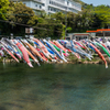 川上峡の鯉のぼり