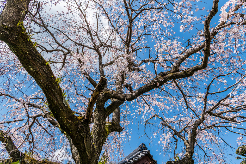 お寺のシダレ桜-3