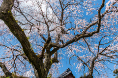 お寺のシダレ桜-3