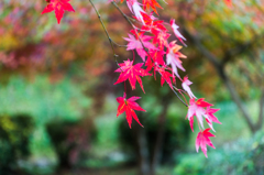 紅葉@西渓公園-5