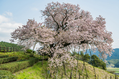 吉田の百年桜-2