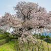 吉田の百年桜-2