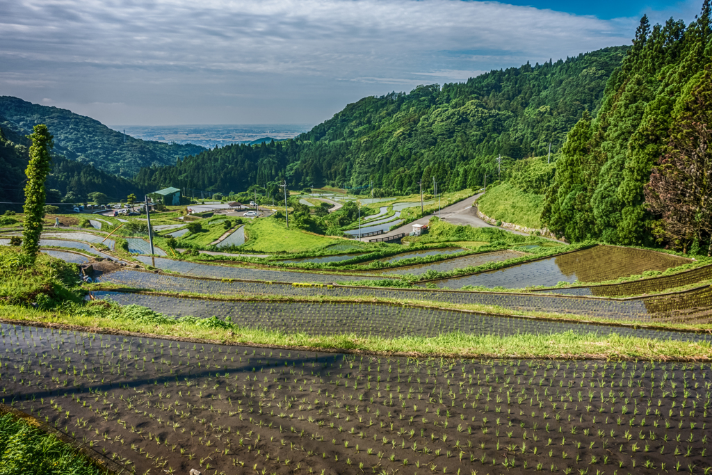 田植え後の江里山棚田