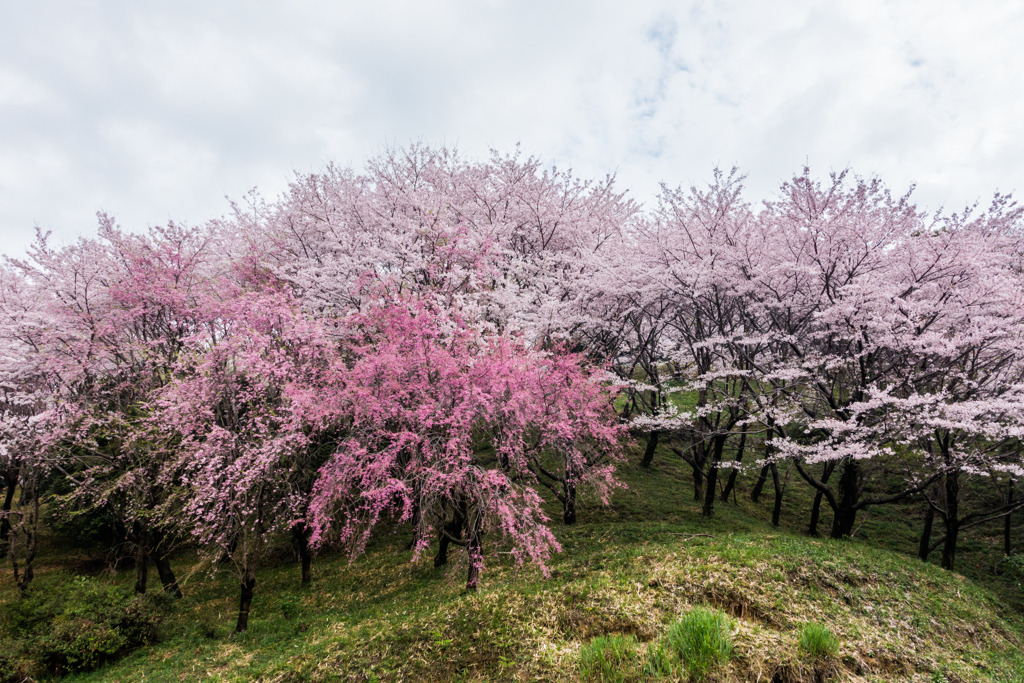 千本桜-2