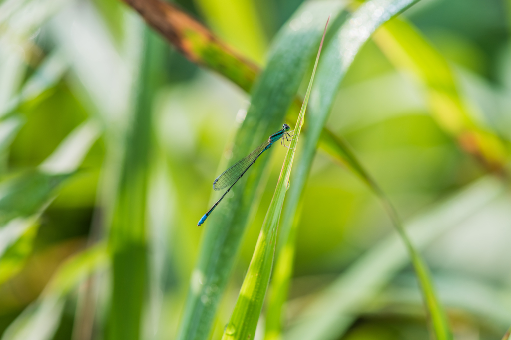 ホソミイトトンボ♂？