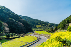 菜の花の蕨野-1