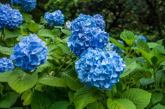 アジサイ@見返りの滝-1