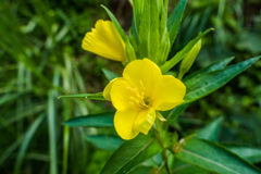 マツヨイグサ