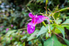 ツリフネソウ@天山横断林道