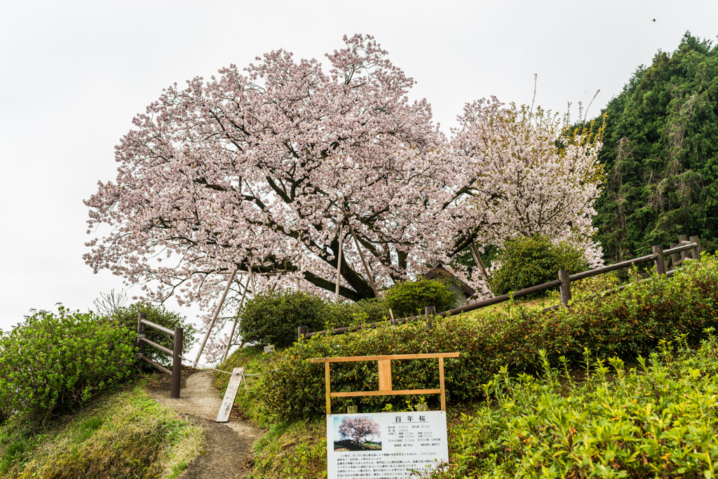 吉田の百年桜-1