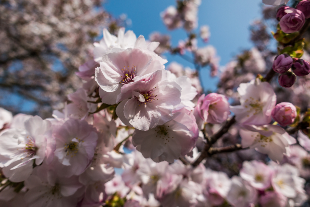 八重桜＠西渓公園