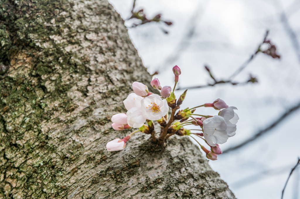 佐賀城堀端の桜-3