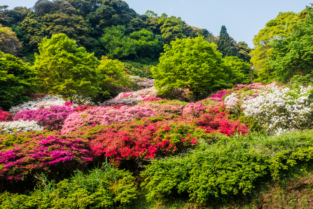 高良山つつじ公園-3