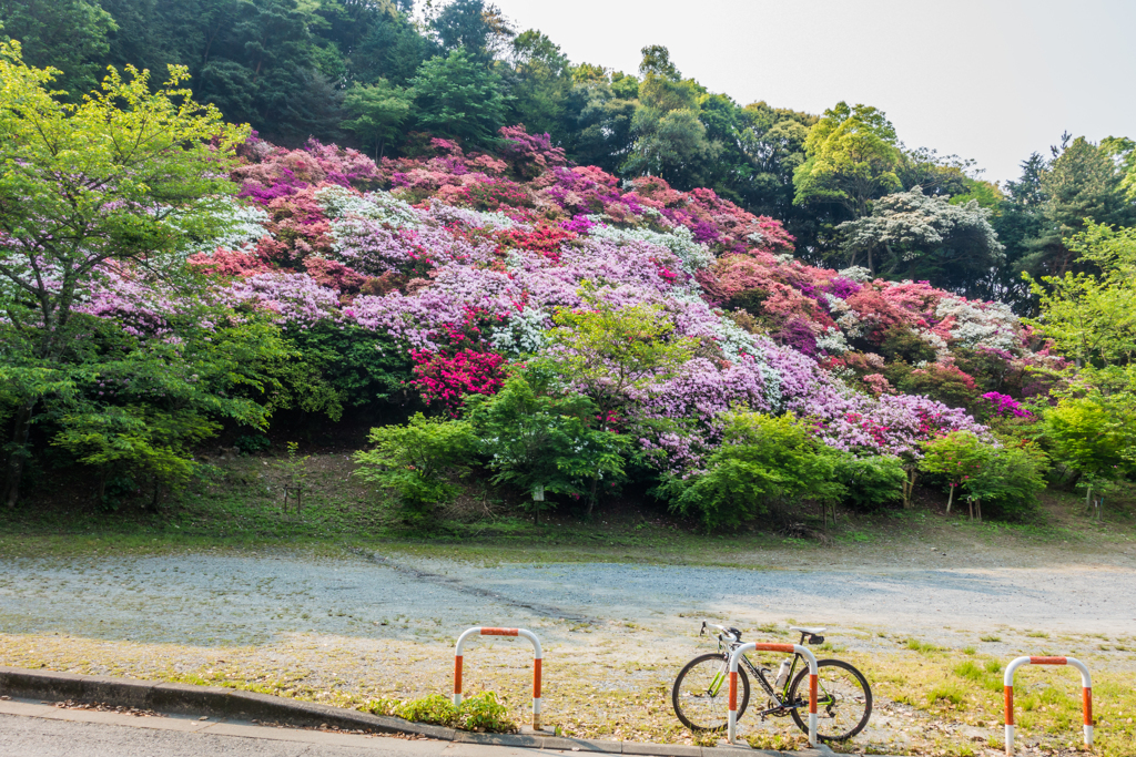 高良山のツツジ