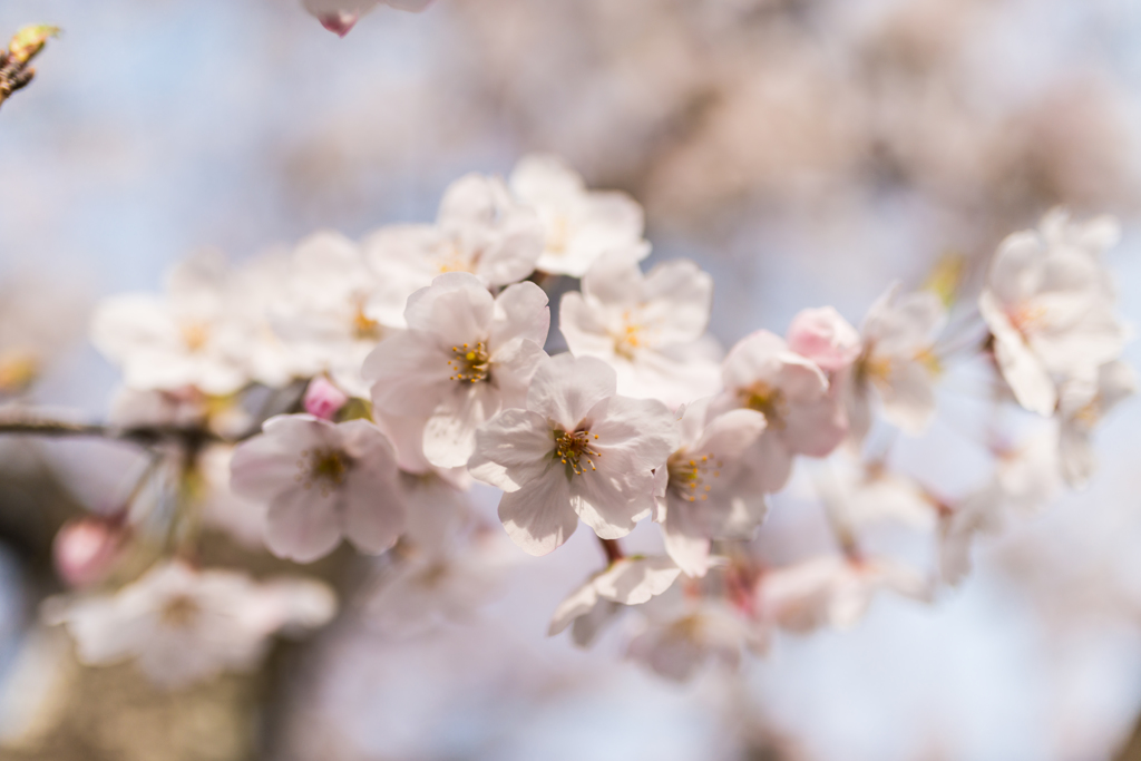 淡い桜色