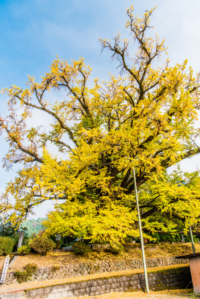 下城の大イチョウ-1