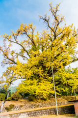 下城の大イチョウ-1