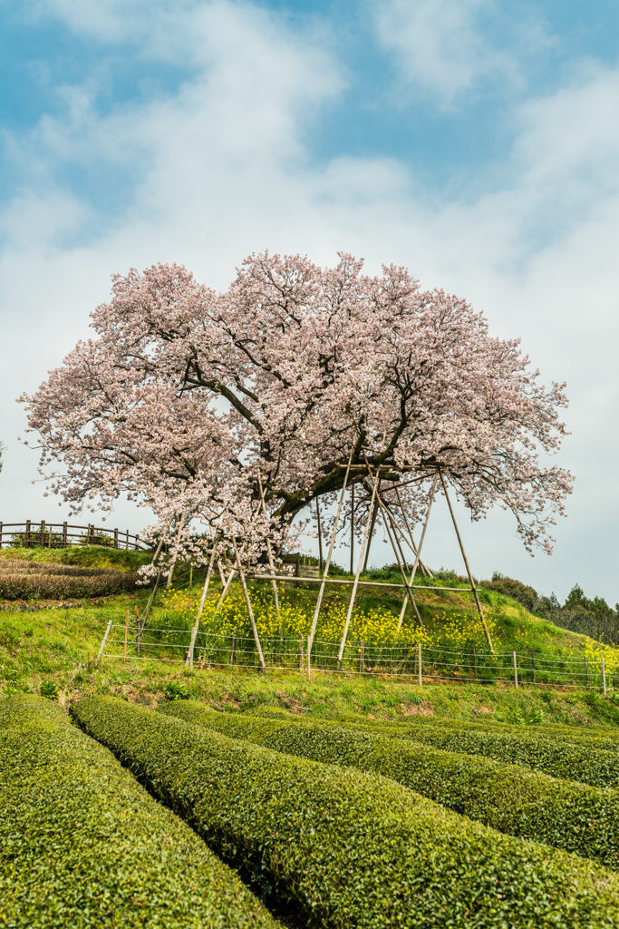 吉田の百年桜-6
