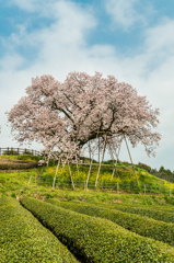 吉田の百年桜-6