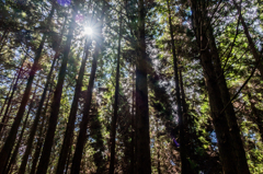 木漏れ日