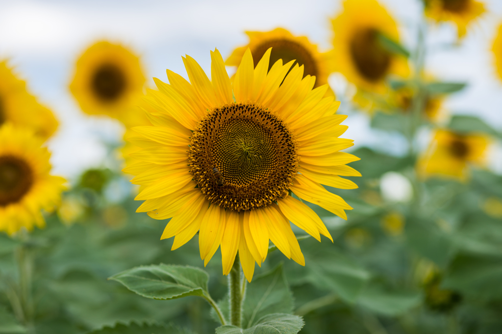 渕のひまわり-2